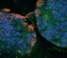 Artificial bone marrow that can continuously make red and white blood cells has been created in a University of Michigan lab. This development could lead to simpler pharmaceutical drug testing, closer study of immune system defects and a continuous supply of blood for transfusions.