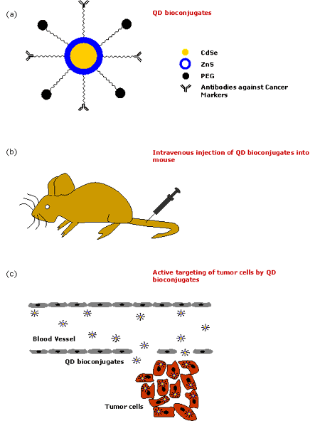 Mice Intravenous Injection