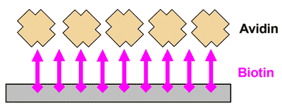 avidin biotin schematic formation biomaterials characterization system use complex figure