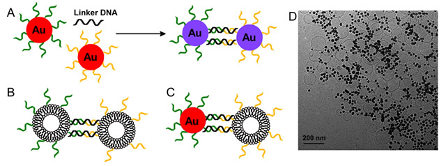 DNA As A Functional Polymer