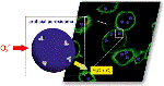 Polymeric Nanocapsules Support Reduction of Toxic Oxygen Compounds