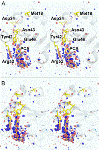 XFEL Imaging Technique Reveals Atomic Structure of Proteins in Action