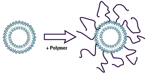 Liposomes and The Use of Zeta Potential Measurements to Study ...